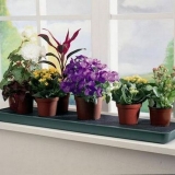 Ne samo prozorska daska: 7 mjesta za čuvanje cvijeća